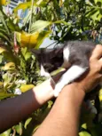 gatinhos 