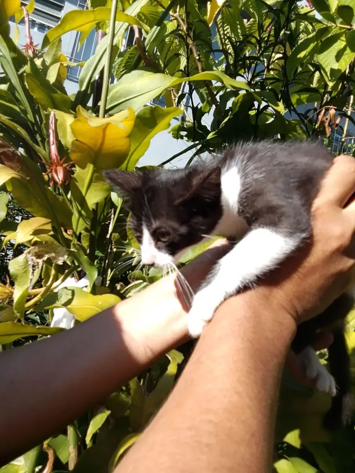Gato raça SRD-ViraLata idade 2 a 6 meses nome gatinhos 