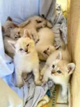 gatos