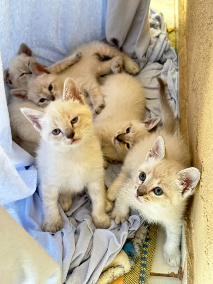 Gato raça SRD-ViraLata idade 2 a 6 meses nome gatos