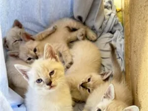 Gato raça SRD-ViraLata idade 2 a 6 meses nome gatos