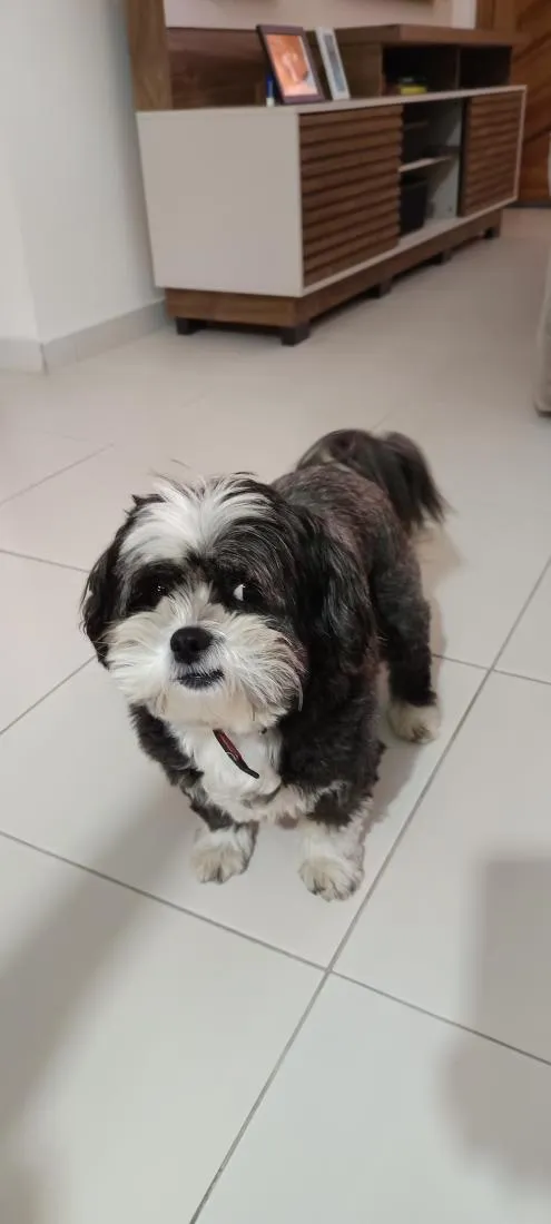 Cachorro raça Shitzu idade 5 anos nome July