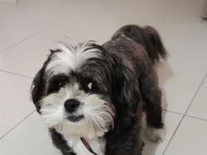 Cachorro raça Shitzu idade 5 anos nome July