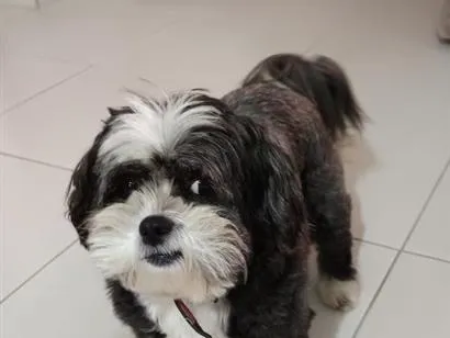 Cachorro raça Shitzu idade 5 anos nome July