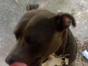 Cachorro raça Pit-Bull idade 3 anos nome sanção 