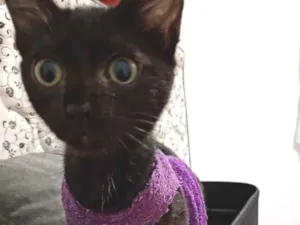 Gato raça SRD-ViraLata idade 2 a 6 meses nome Sofia