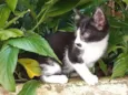 gatinhos 
