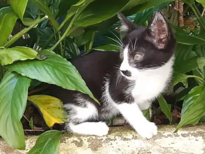 Gato raça SRD-ViraLata idade 2 a 6 meses nome gatinhos 