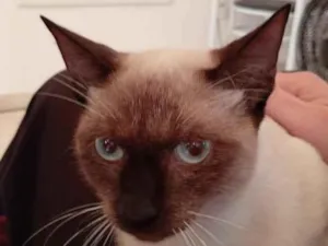 Gato raça Siamês idade 2 a 6 meses nome chaninho 