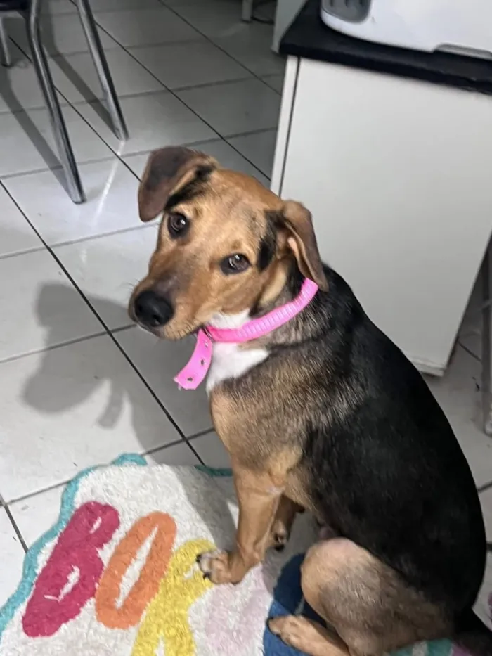 Cachorro raça SRD-ViraLata idade 7 a 11 meses nome Nino