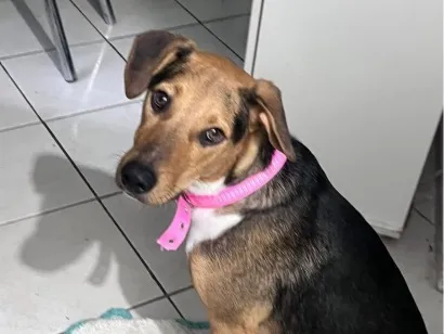 Cachorro raça SRD-ViraLata idade 7 a 11 meses nome Nino