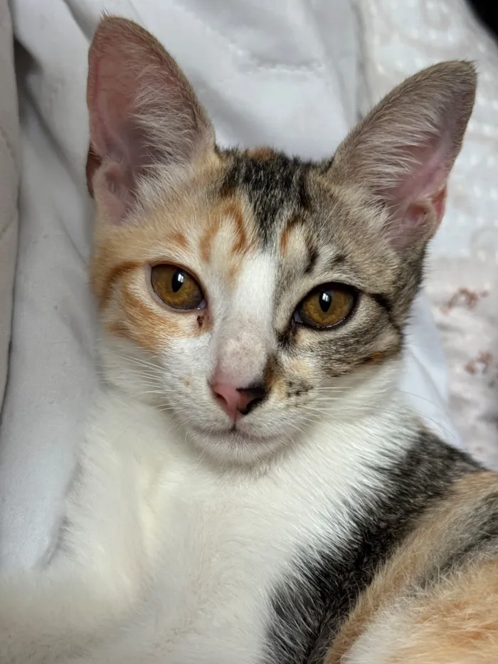 Gato raça SRD-ViraLata idade 2 a 6 meses nome Kiara 