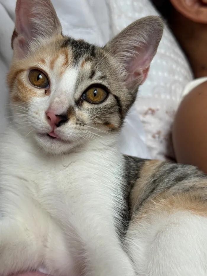 Gato raça SRD-ViraLata idade 2 a 6 meses nome Kiara 