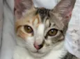 Kiara 