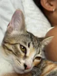 Luna gatinha 2