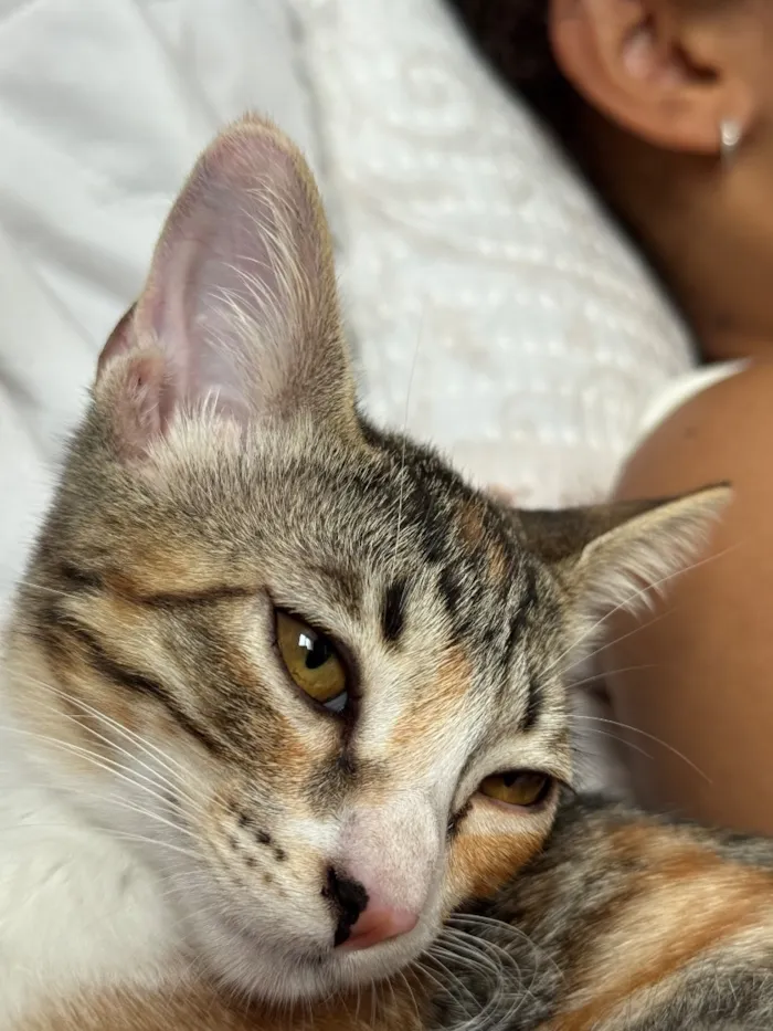 Gato raça SRD-ViraLata idade 2 a 6 meses nome Luna gatinha 2