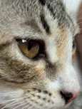 Luna gatinha 2