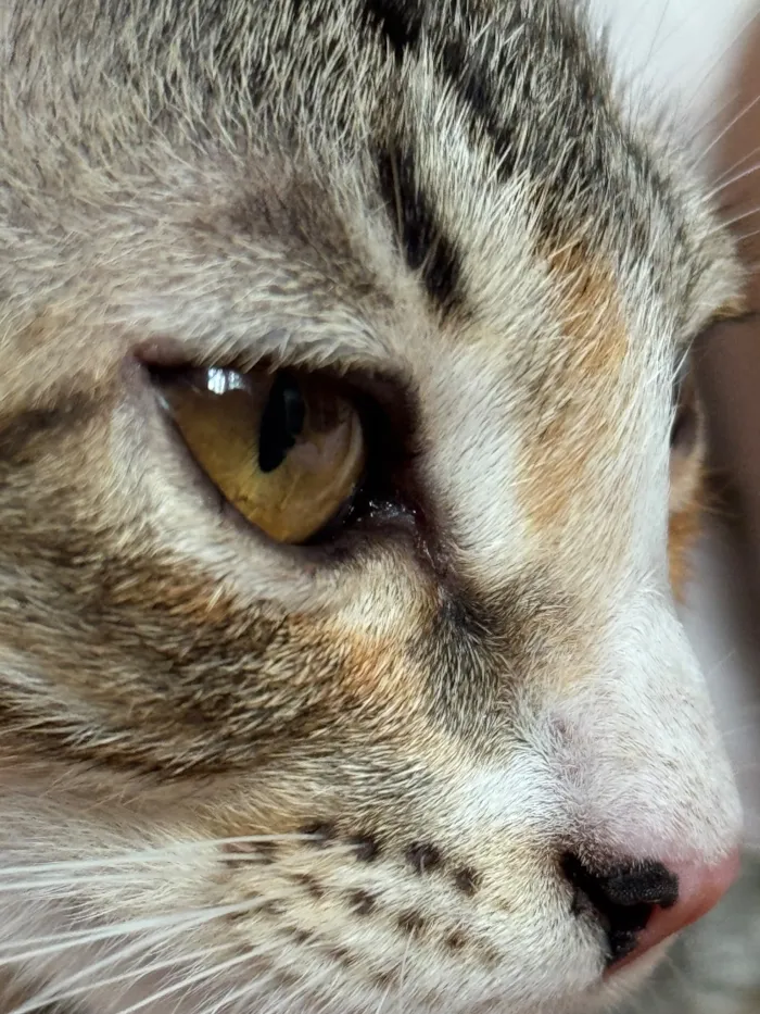 Gato raça SRD-ViraLata idade 2 a 6 meses nome Luna gatinha 2