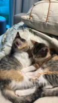 Luna gatinha 2