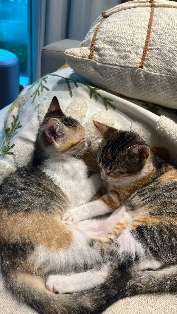 Gato raça SRD-ViraLata idade 2 a 6 meses nome Luna gatinha 2