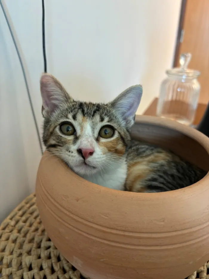 Gato raça SRD-ViraLata idade 2 a 6 meses nome Luna gatinha 2