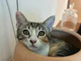 Luna gatinha 2