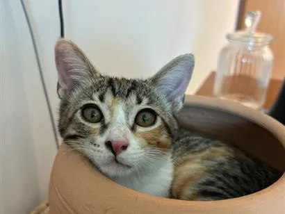 Gato raça SRD-ViraLata idade 2 a 6 meses nome Luna gatinha 2