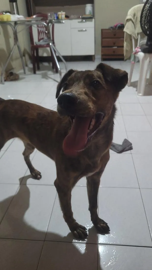 Cachorro raça SRD-ViraLata idade 2 a 6 meses nome safira 