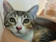Luna gatinha 2