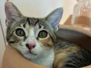 Gato raça SRD-ViraLata idade 2 a 6 meses nome Luna gatinha 2