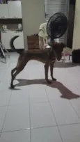 safira 