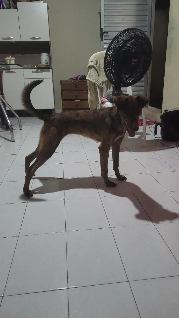 Cachorro raça SRD-ViraLata idade 2 a 6 meses nome safira 