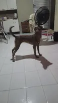safira 
