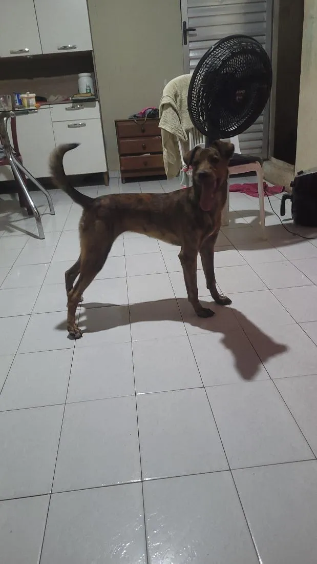 Cachorro raça SRD-ViraLata idade 2 a 6 meses nome safira 