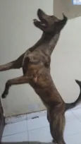 safira 