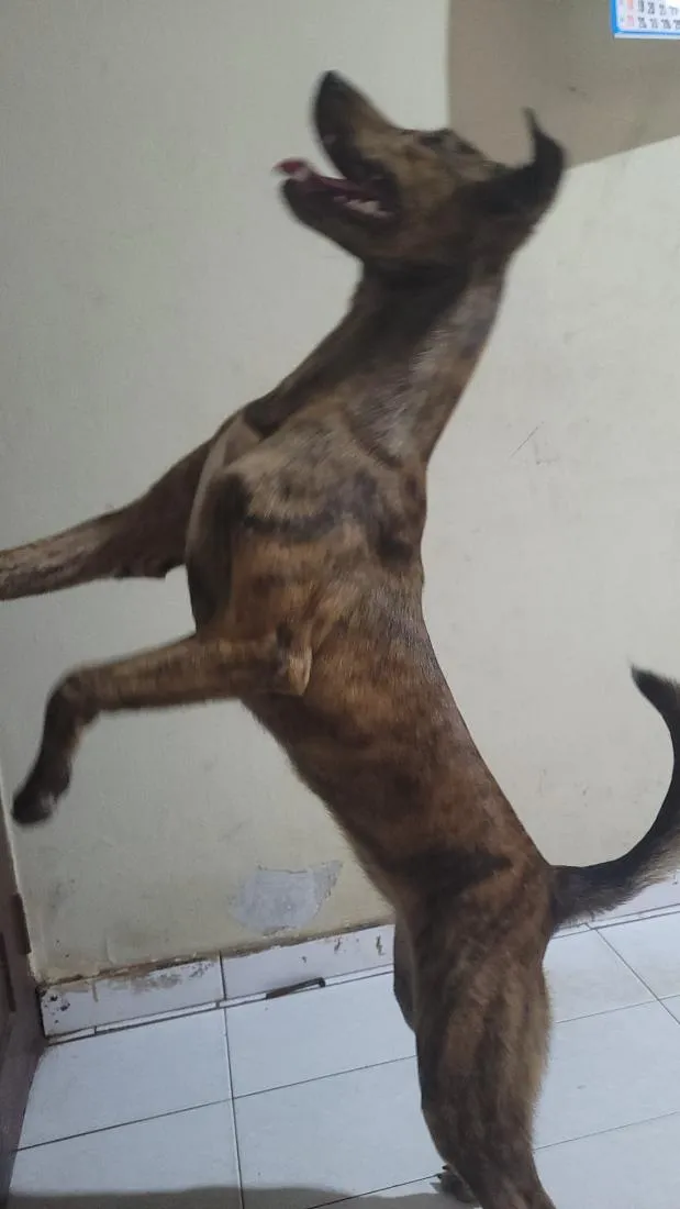 Cachorro raça SRD-ViraLata idade 2 a 6 meses nome safira 