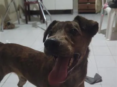 Cachorro raça SRD-ViraLata idade 2 a 6 meses nome safira 
