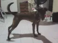 safira 