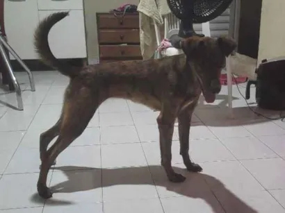 Cachorro raça SRD-ViraLata idade 2 a 6 meses nome safira 