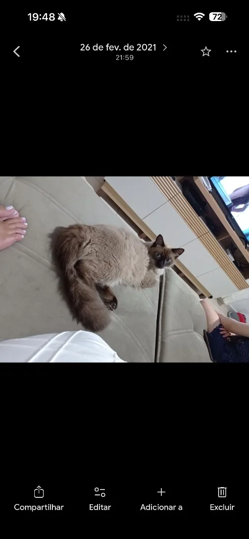 Gato raça Siamês idade 6 ou mais anos nome Tonny