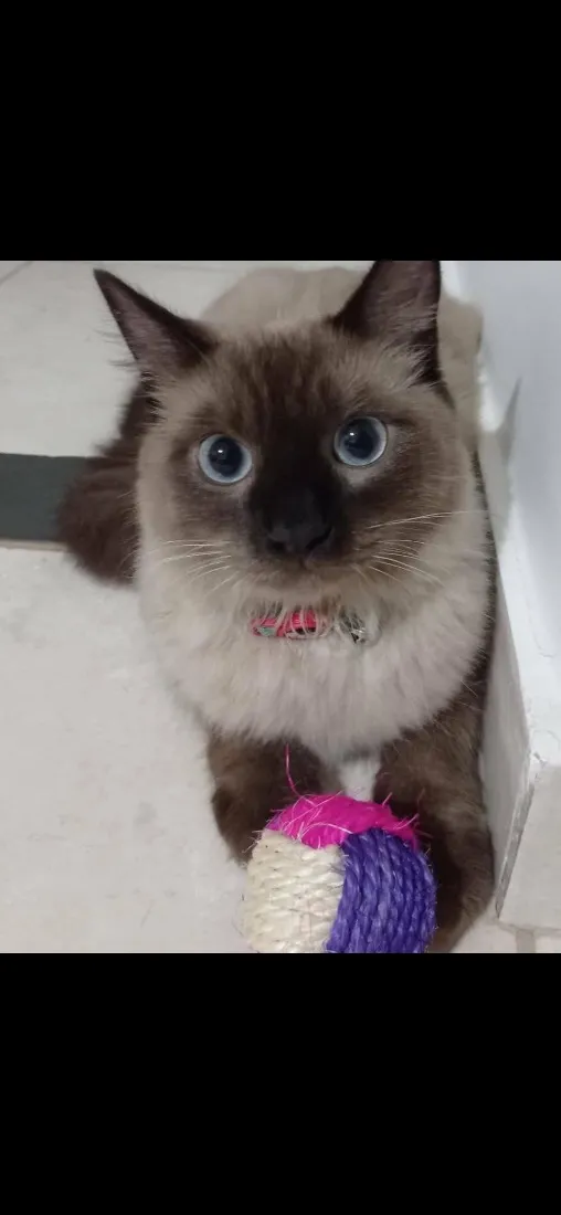 Gato raça Siamês idade 6 ou mais anos nome Tonny