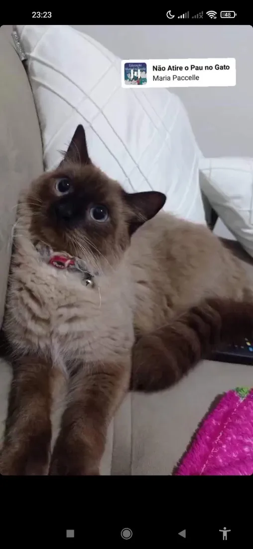 Gato raça Siamês idade 6 ou mais anos nome Tonny
