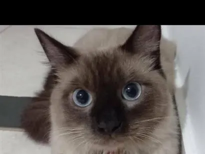 Gato raça Siamês idade 6 ou mais anos nome Tonny