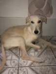 Pipoca 