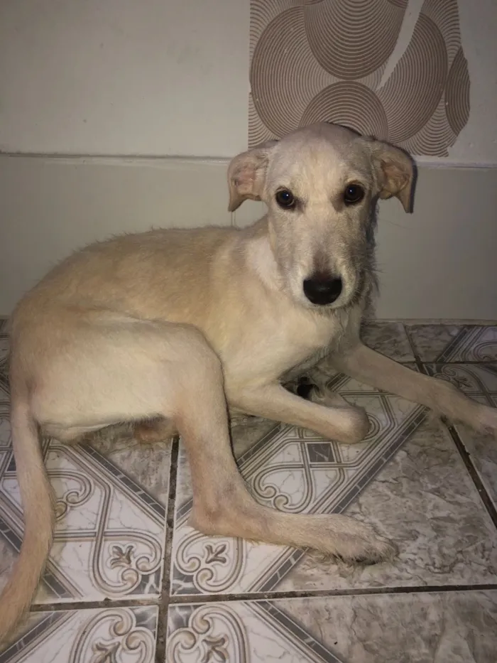 Cachorro raça SRD-ViraLata idade 7 a 11 meses nome Pipoca 