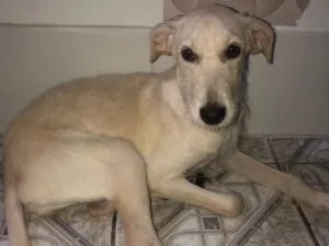 Cachorro raça SRD-ViraLata idade 7 a 11 meses nome Pipoca 