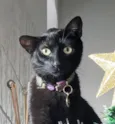 Jade