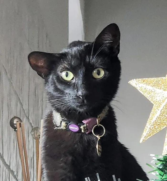 Gato raça SRD-ViraLata idade 3 anos nome Jade