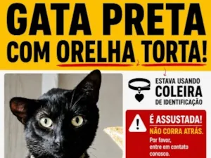 Gato raça SRD-ViraLata idade 3 anos nome Jade