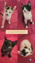 lulu, Paty, Osvaldo e batman